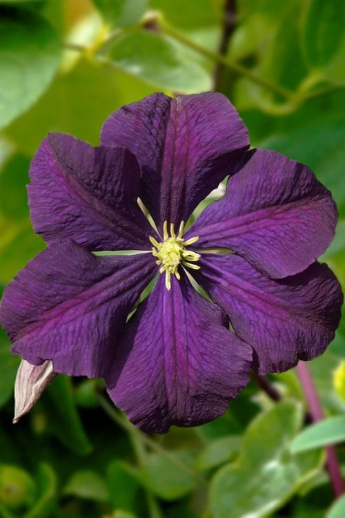 Etoile Violette Clematis - 1 Gallon Pot - Image 4