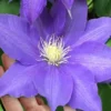 H. F. Young Clematis - 1 Gallon Pot