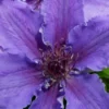 Ines Clematis - 1 Gallon Pot
