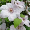 John Paul II Clematis - 1 Gallon Pot