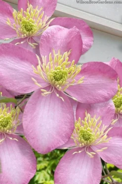 Montana Elizabeth Clematis - 1 Gallon Pot