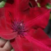 Nubia Clematis - 1 Gallon Pot