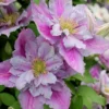 Piilu Clematis (Little Duckling) - 1 Gallon Pot