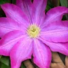 Pink Champagne Clematis - 1 Gallon Pot