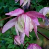 Pink Flamingo Clematis - 1 Gallon Pot