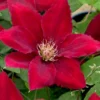Rebecca Clematis - 1 Gallon Pot