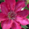 Garland Tekla Clematis - 1 Gallon Pot