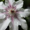 The Countess Of Wessex Clematis - 1 Gallon Pot