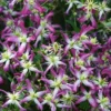 Rubromarginata Fragrant Clematis - 1 Gallon Pot