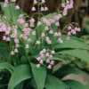 Pink Lily Of The Valley (Convallaria Majalis 'Rosea') - 1 Gallon Pot