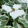 Wolf Eyes Variegated Kousa Dogwood - 5 Gallon Pot