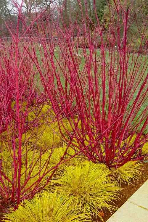 Red Osier Red Twig Dogwood (Cornus Sericea) - 2 Gallon Pot