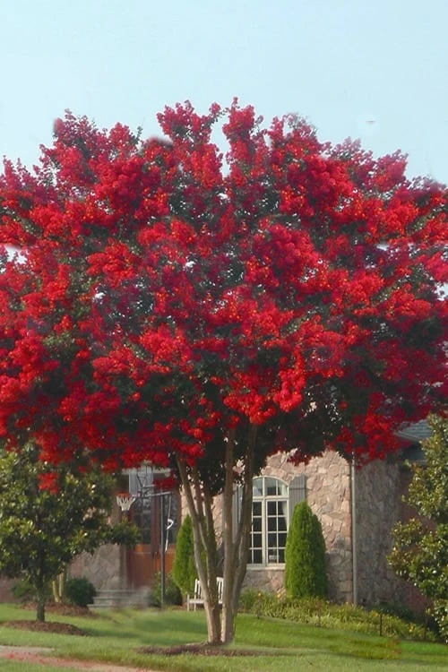 Dynamite Red Crape Myrtle - 3 Gallon Pot - Image 4