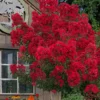 Miss Frances Red Crape Myrtle - 3 Gallon Pot