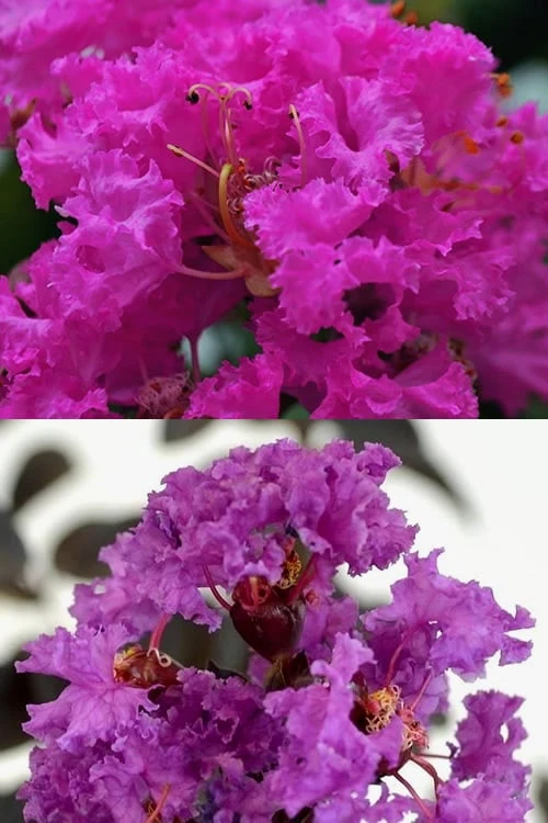 Twilight Purple Crape Myrtle - 5 Gallon Pot - Image 7