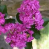 Zuni Purple Crape Myrtle - 6 Pack 1 Gallon Pots
