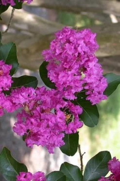 Zuni Purple Crape Myrtle - 6 Pack 1 Gallon Pots