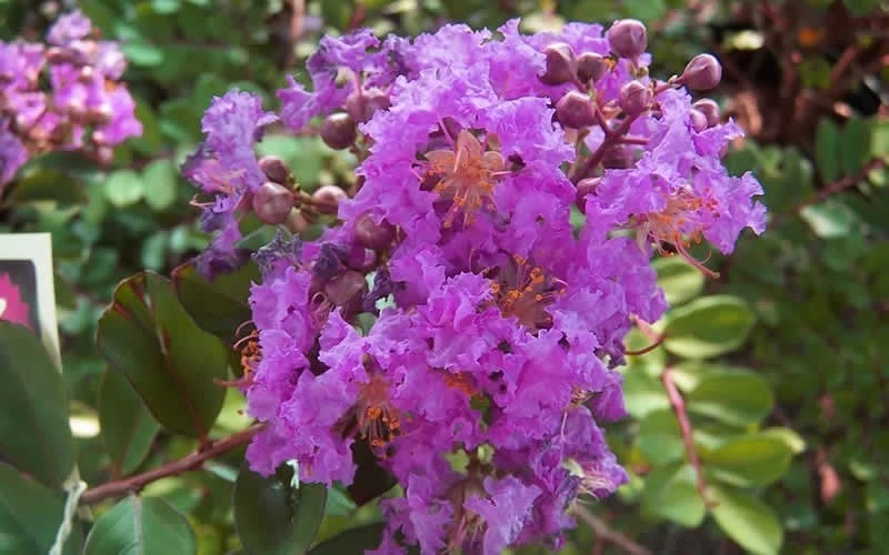 Early Bird Purple Crape Myrtle - 2 Gallon Pot - Image 5