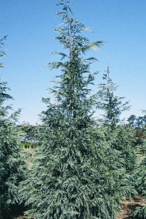 Naylor's Blue Leyland Cypress - 3 Gallon Pot - Image 4