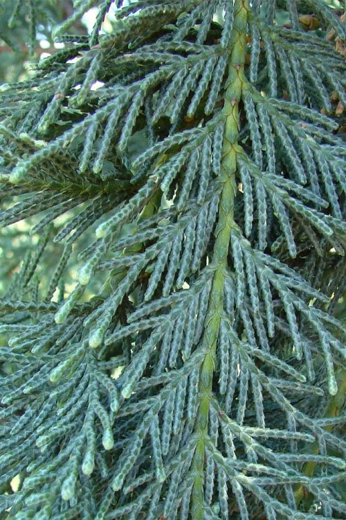 Naylor's Blue Leyland Cypress - 3 Gallon Pot - Image 5