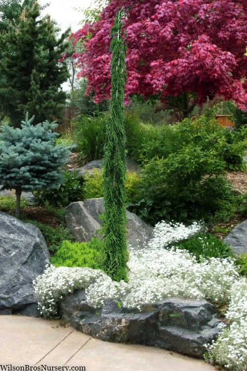 Van Den Akker Nootka Cypress - 6 Gallon Pot - Image 4