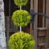 Goldcrest Monterey Lemon Cypress - 3-Ball Poodle Tier Topiary - 5 Gallon Pot