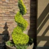 Goldcrest Monterey Lemon Cypress Spiral Topiary - 2 Gallon Pot