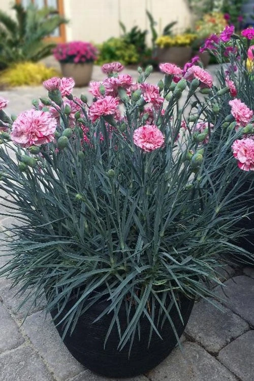 Pinball Wizard Dianthus - 1 Gallon Pot - Image 6