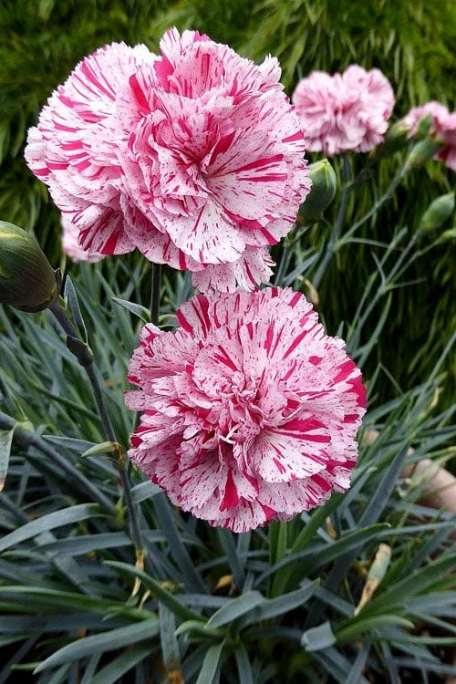 Pinball Wizard Dianthus - 1 Gallon Pot - Image 5