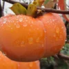 Fuyu Persimmon Tree - 7 Gallon Pot (4-5')