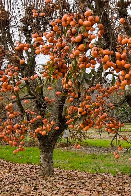 Fuyu Persimmon Tree - 7 Gallon Pot (4-5') - Image 4