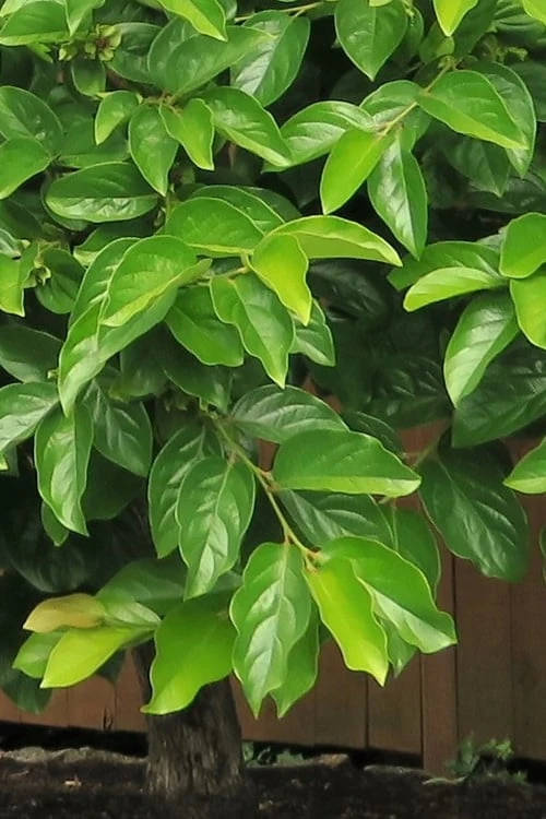 Fuyu Persimmon Tree - 7 Gallon Pot (4-5') - Image 6