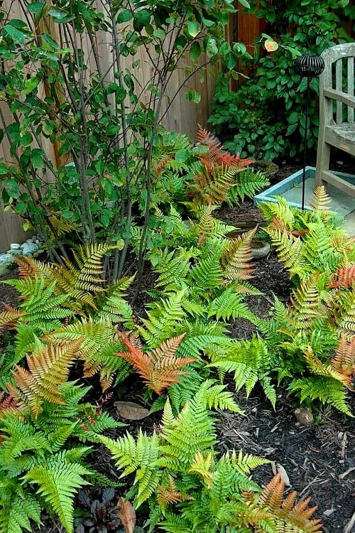 Autumn Brilliance Fern (Dryopteris Erythrosora) - 2.5 Quart Pot - Image 8