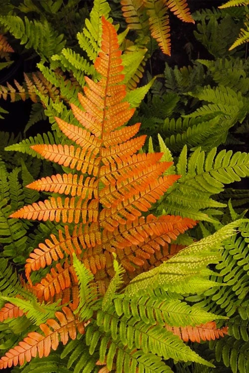 Autumn Brilliance Fern (Dryopteris Erythrosora) - 2.5 Quart Pot - Image 4