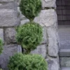 Poodle Tier Dwarf Alberta Spruce Topiary - 2 Gallon Pot