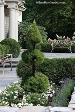 Dwarf Alberta Spruce 2-Ball Cone Topiary - 5 Gallon Pot