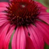 Sombrero Baja Burgundy Coneflower (Echinacea) - 1 Gallon Pot