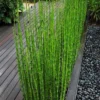 Horsetail Reed Grass - Equisetum Hyemale - 1 Gallon Pot
