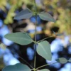 Grace Cold Hardy Eucalyptus Tree (Eucalyptus Elliptica) - 3 Gallon Pot