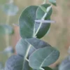 Big O Cold Hardy Eucalyptus Tree (Eucalyptus Neglecta) - 1 Gallon Pot