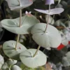 Luna Cold Hardy Eucalyptus Tree (Eucalyptus Perriniana) - 3 Quart Pot