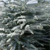 Bluey Cold Hardy Eucalyptus Tree (Eucalyptus Pulverulenta) - 3 Gallon Pot