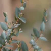 Sheila Cold Hardy Eucalyptus Tree (Eucalyptus Stellulata) - Quart Pot