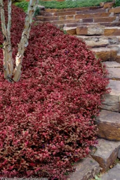 Purple Wintercreeper (Euonymus Fortunei 'Coloratus') - 6 Pack Of Pint Pots
