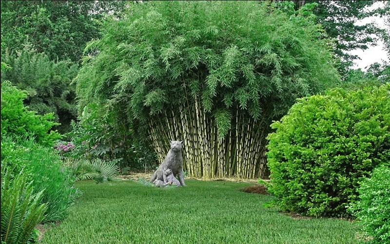 Robust Bamboo - Fargesia Robusta - 1 Gallon Pot - Image 4