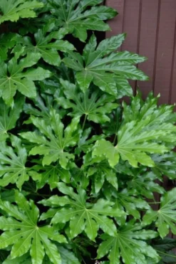 Fatsia Japonica (Japanese Aralia / Glossy Paper Plant) - 7 Gallon Pot (2-3')
