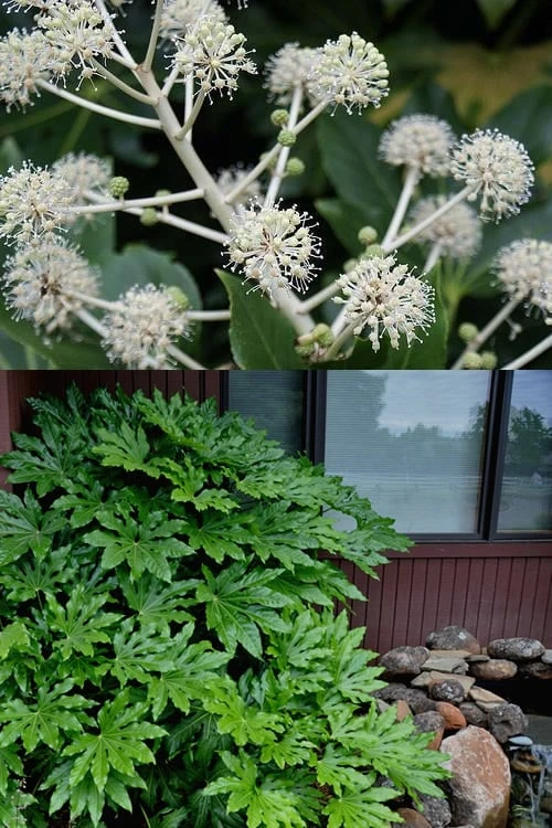 Fatsia Japonica - Japanese Aralia - Glossy Paper Plant - 3 Gallon Pot - Image 4