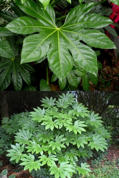 Fatsia Japonica - Japanese Aralia - Glossy Paper Plant - 3 Gallon Pot - Image 5