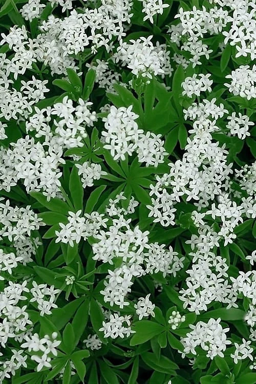 Sweet Woodruff (Galium Odoratum) - 6 Pack Of Pint Pots - Image 4