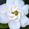 Buttons Gardenia - 3 Gallon Pot